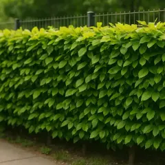 Co na ogrodzenie zamiast tui? Odkryj najlepsze alternatywy zielonego żywopłotu